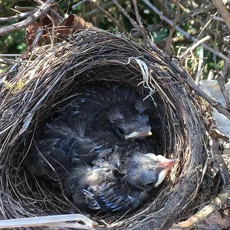 Bed and breakfast D'hotes La Maline