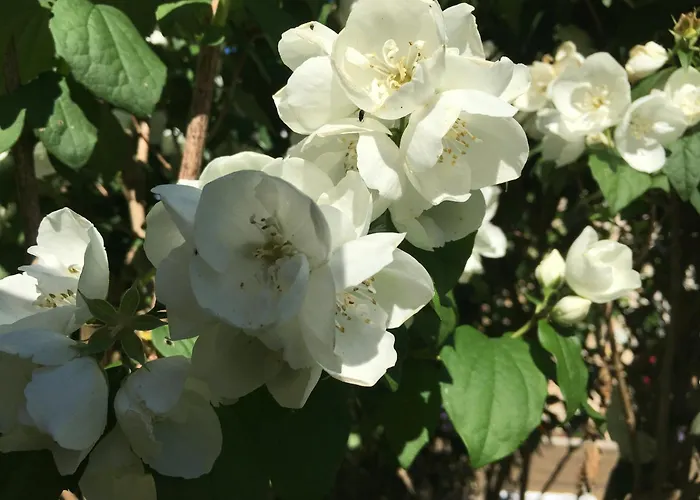 Alojamento de Acomodação e Pequeno-almoço D'hotes La Maline Trizay