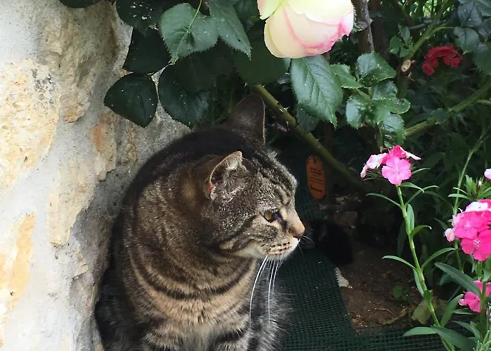 Alojamento de Acomodação e Pequeno-almoço D'hotes La Maline Trizay