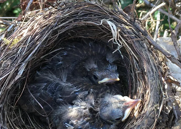 Alojamento de Acomodação e Pequeno-almoço D'hotes La Maline